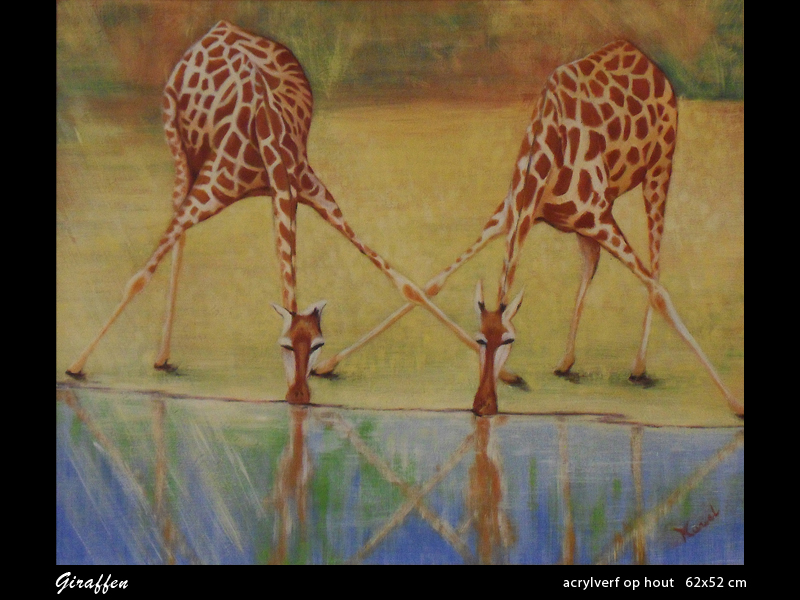 giraffen